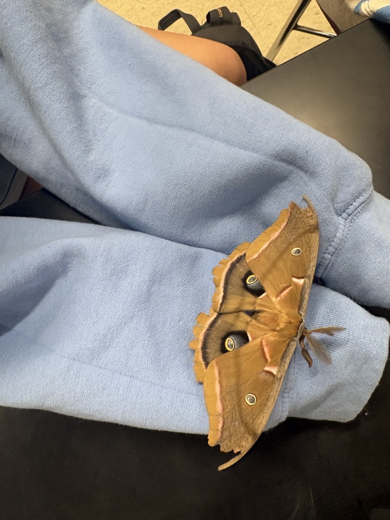 Polyphemus Moth