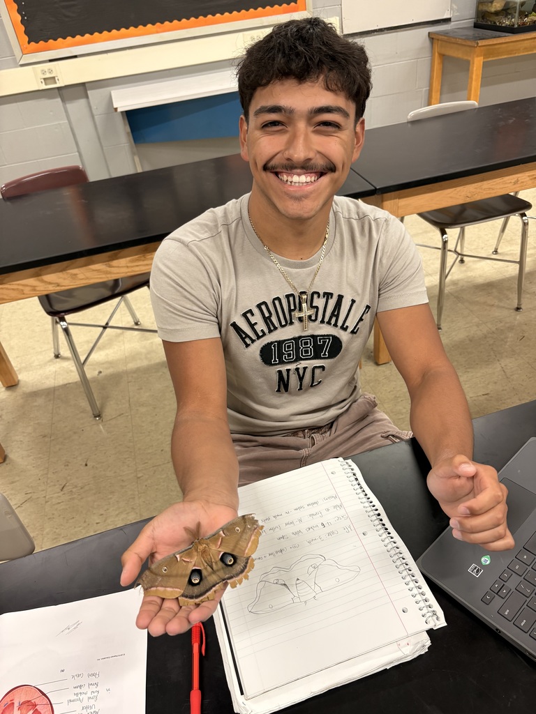 Polyphemus Moth