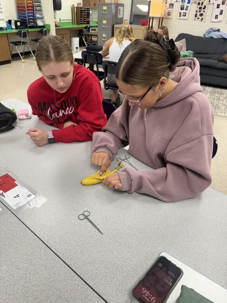 Student uses a small tool on a banana while a classmate watches closely during a classroom exercise.