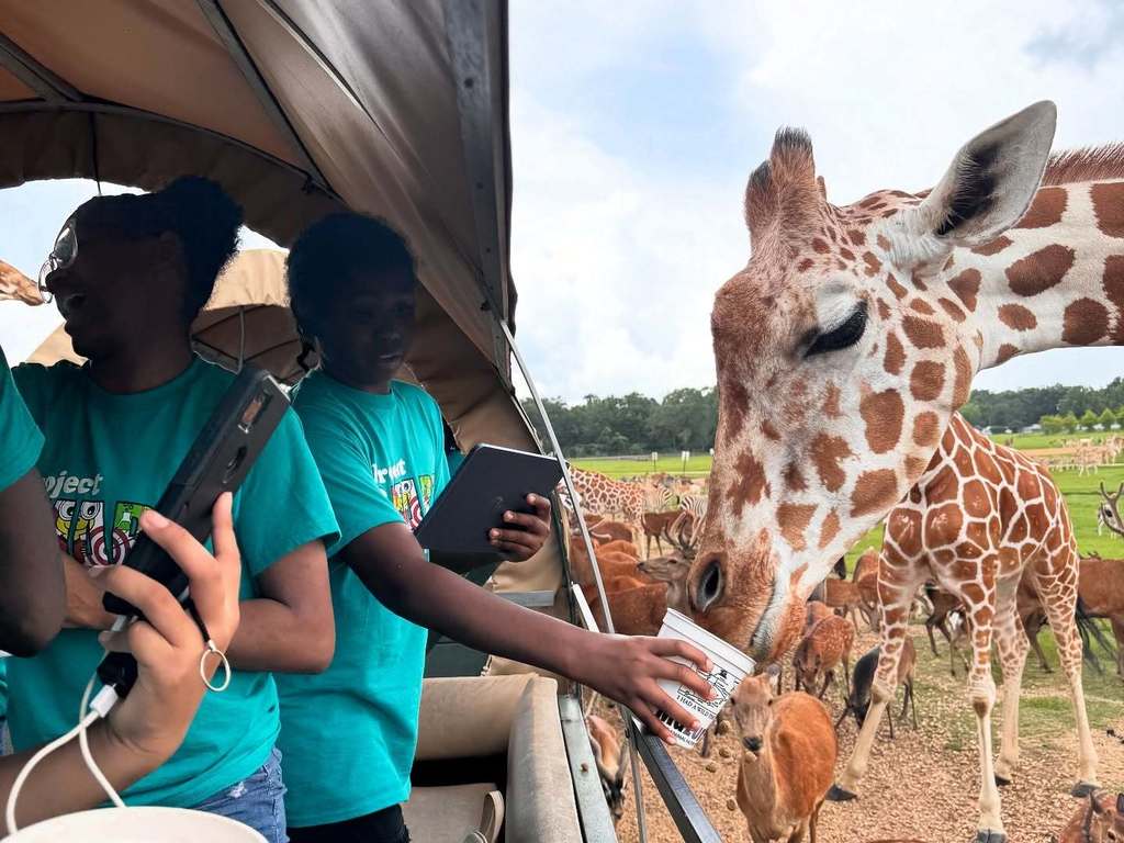 A student feeding a giraffe from a cup