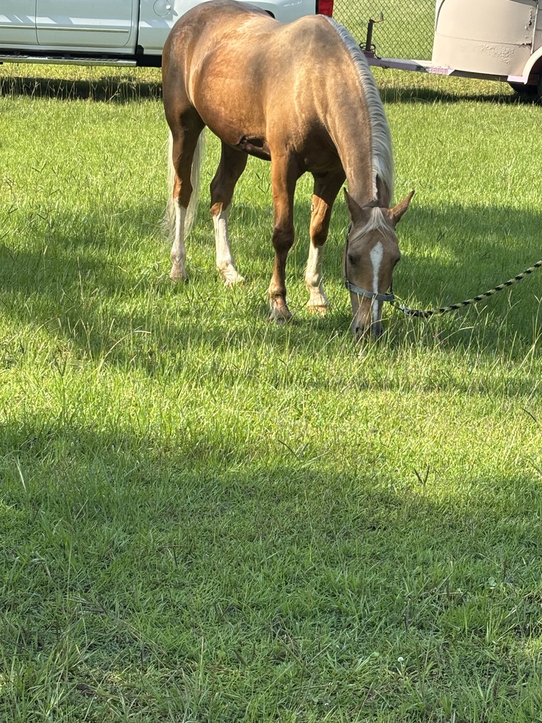 Young's Family Ranch