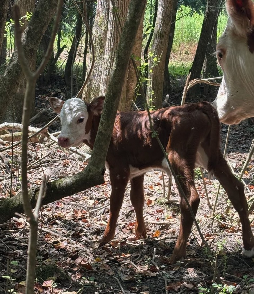 A calf in the woods
