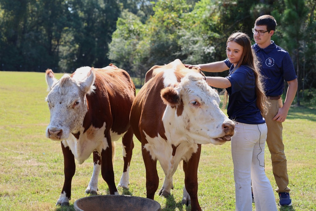 Two students standing with two cows