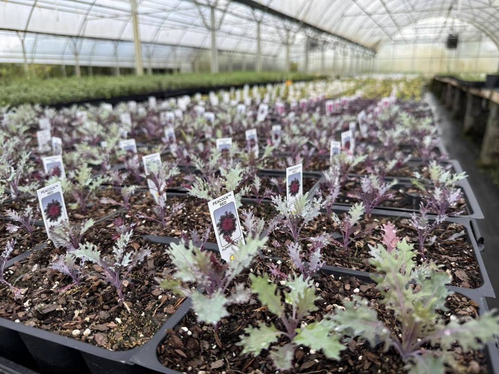 Plants