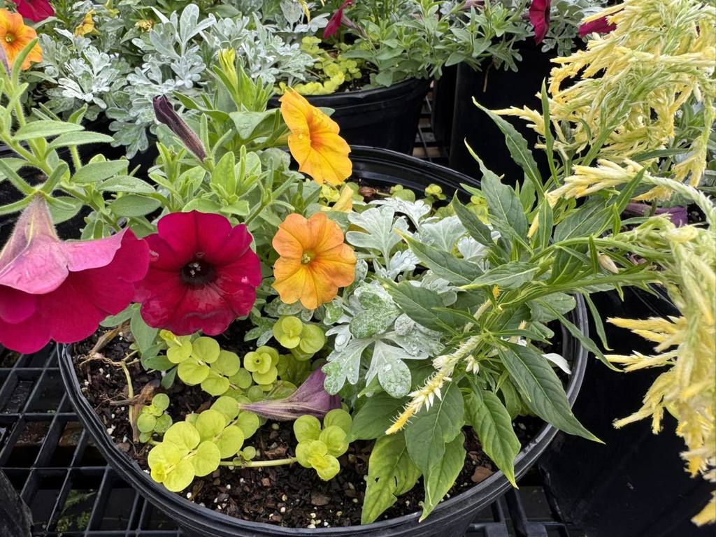 plants