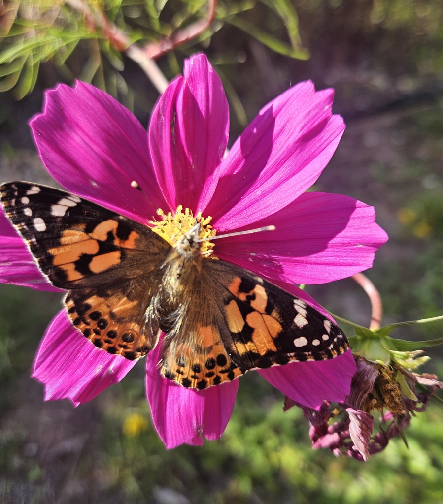 A butterfly on a pink wildflower in our pollinator garden