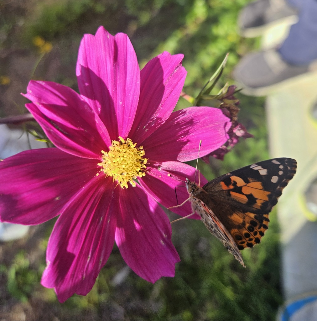 Another angle of a butterfly on a pink wildflower in the schools pollinator garden