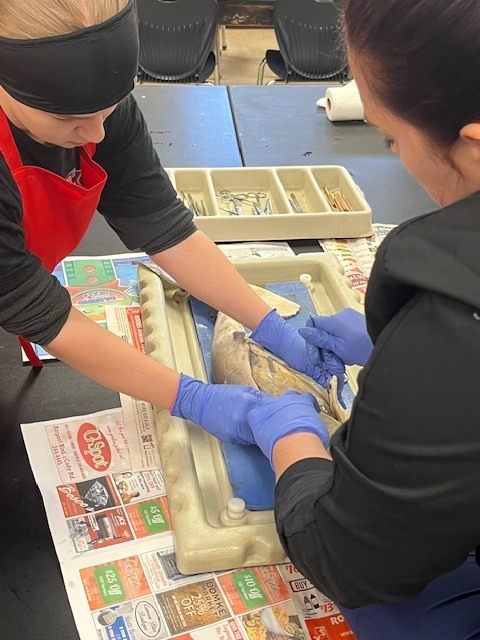 Marine Biology Dissection