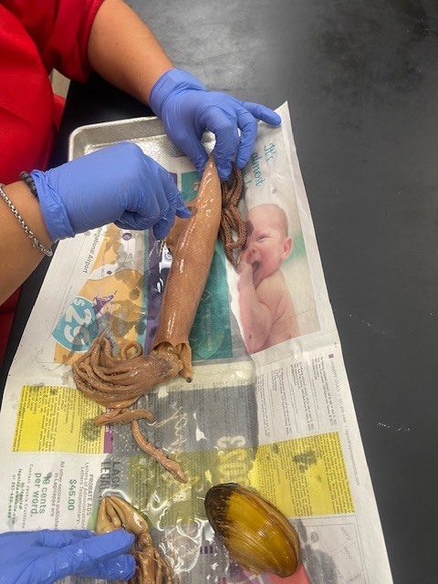 Marine Biology Dissection