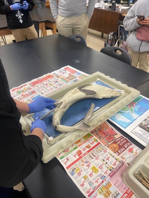 Marine Biology Dissection