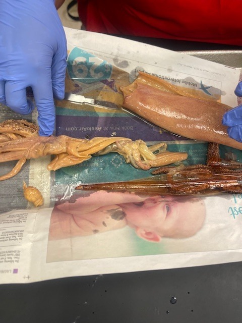 Marine Biology Dissection