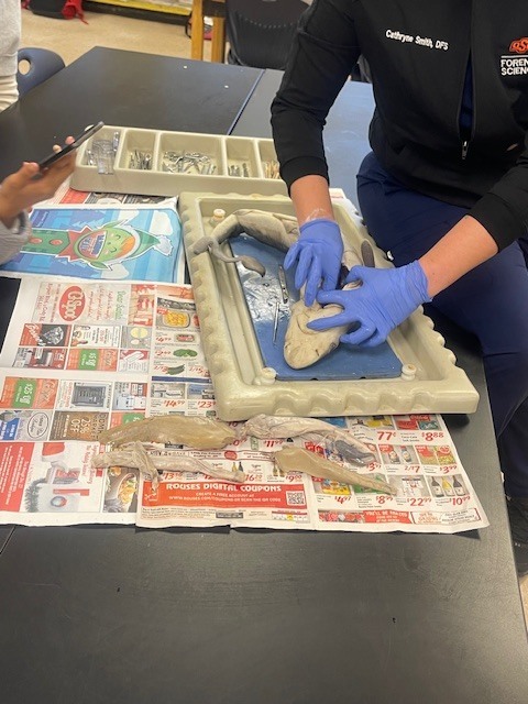 Marine Biology Dissection