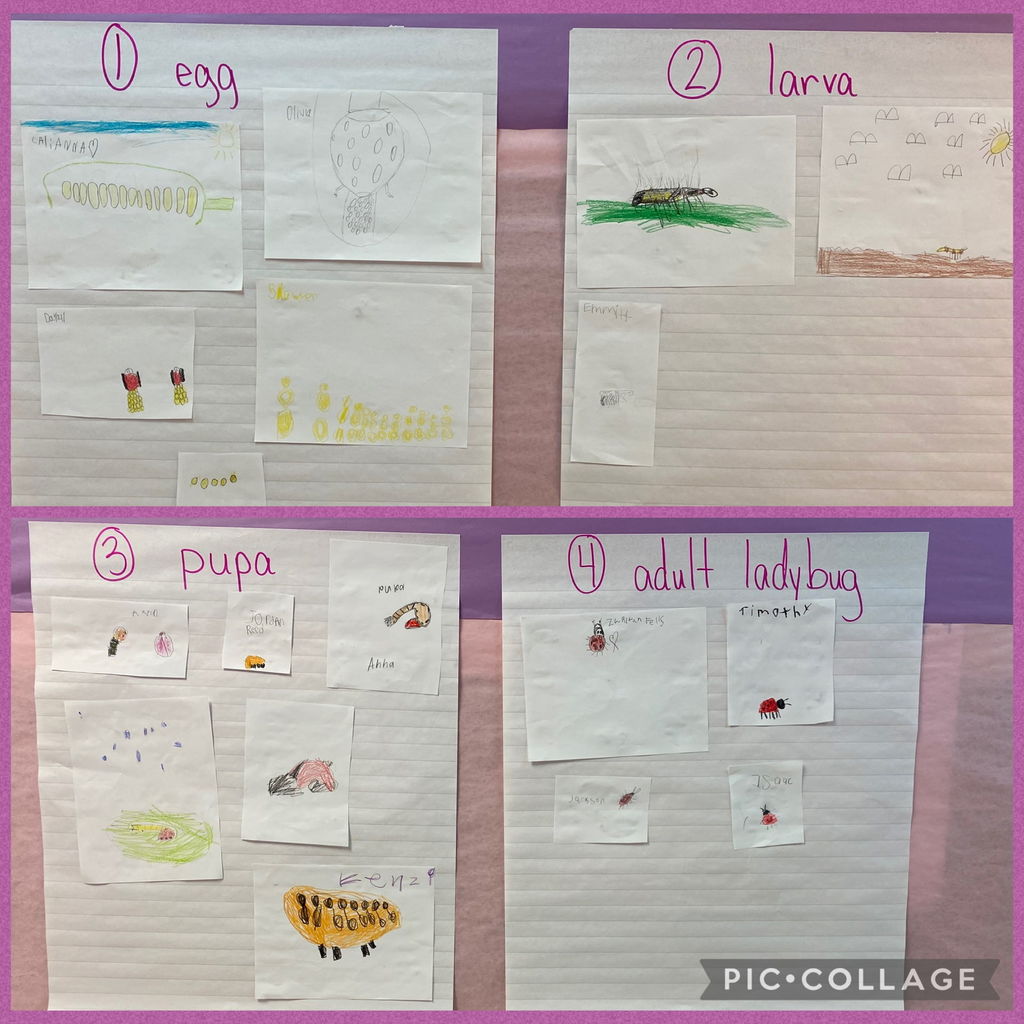 Mrs. Smith's class is learning about the life cycle of a ladybug. Each student drew a stage of the life cycle. The class looked through the illustrations and identified which stage each picture belonged in.