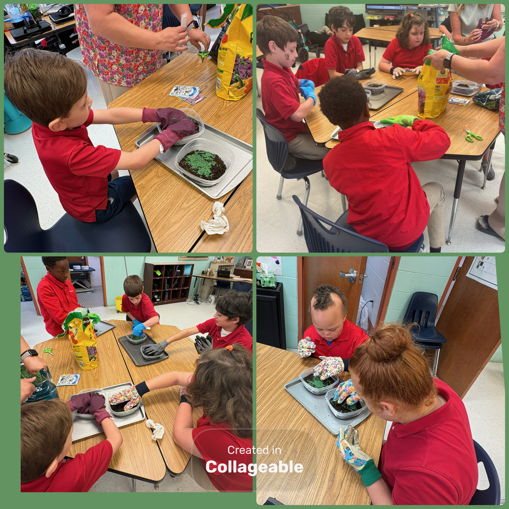 We are learning about parts of a plant and their functions. My class created our own neighborhood and are observing how plants grow.