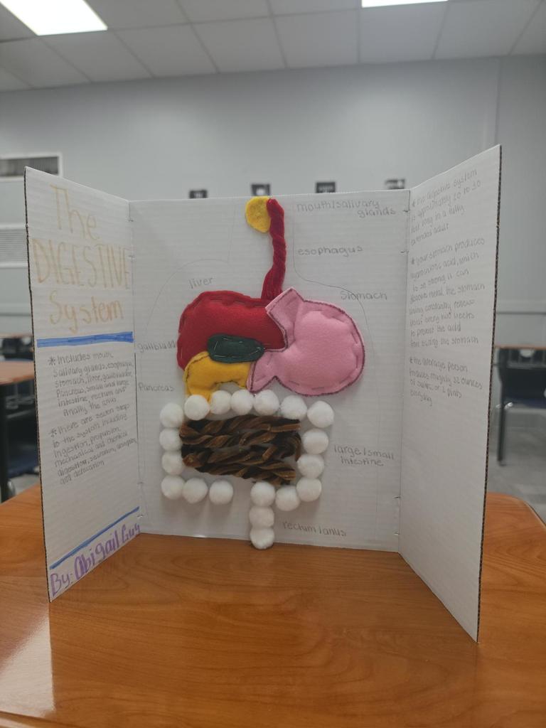 digestive system project