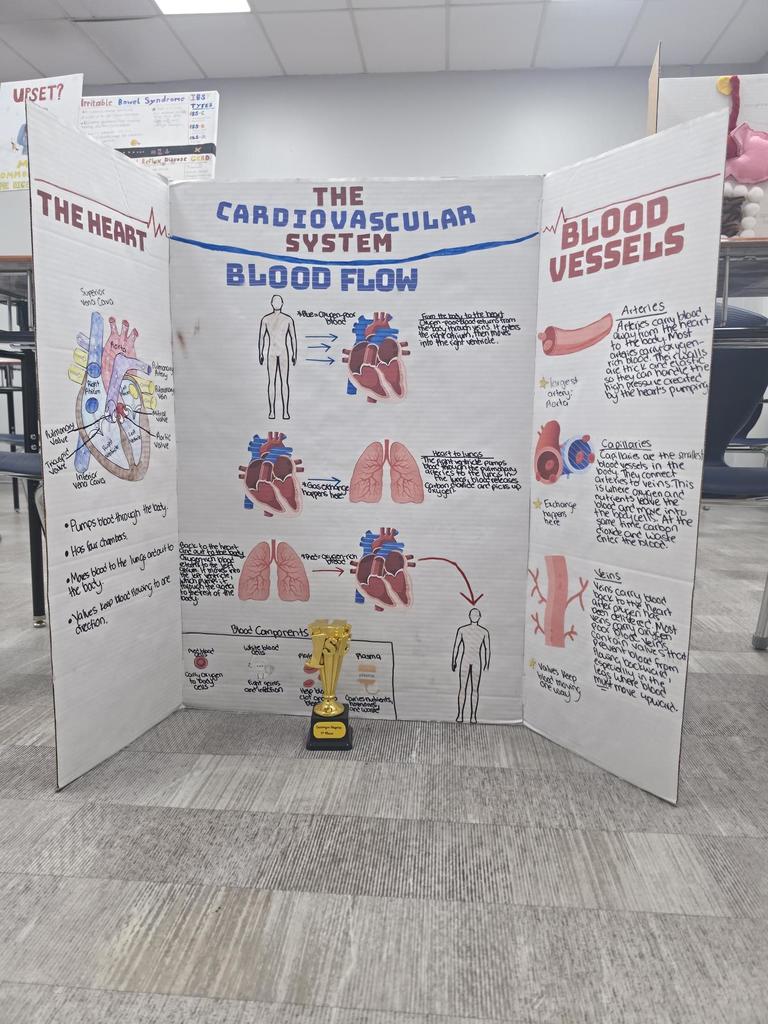 Health Science Project: Cardiovascular system