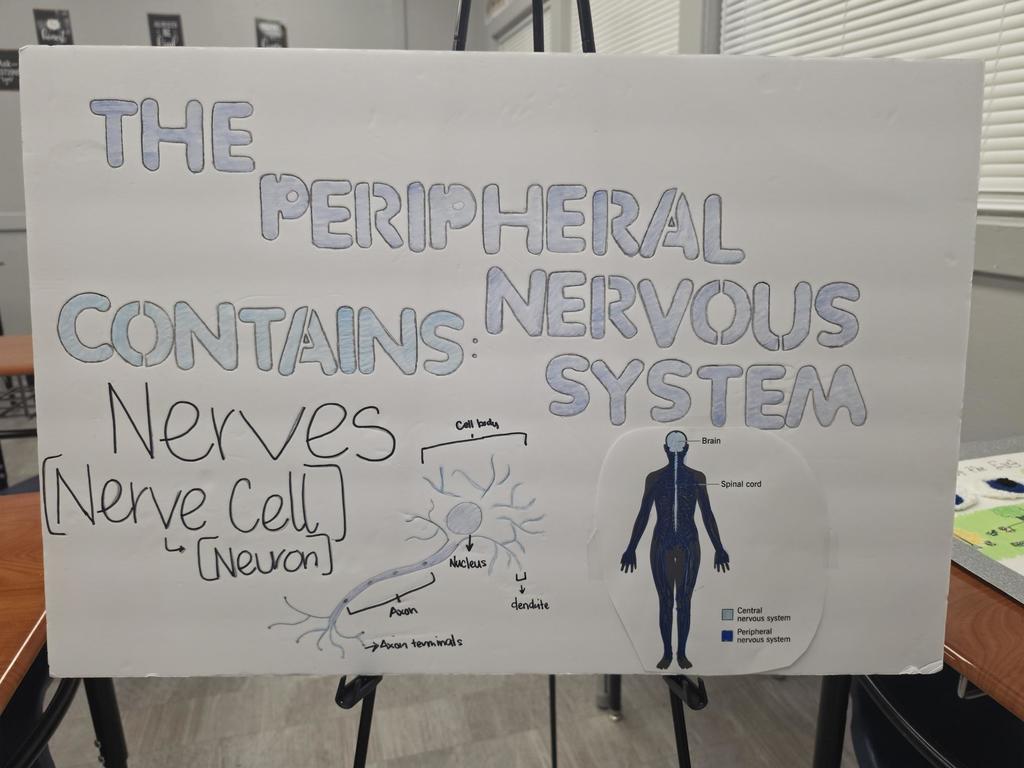 peripheral nervous system project