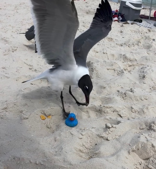A seagull landing atop a rubber duck on a beach