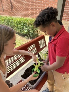 Ms. Thorntons First Grade engaged in a hands-on two month science project, planting zinnia seeds in March and repotting them today. This activity helped the students understand the plant life cycle, plant parts, and needs, nurturing patience and stewardship. 