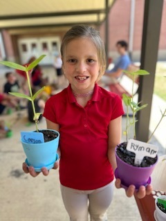 Ms. Thorntons First Grade engaged in a hands-on two month science project, planting zinnia seeds in March and repotting them today. This activity helped the students understand the plant life cycle, plant parts, and needs, nurturing patience and stewardship. 