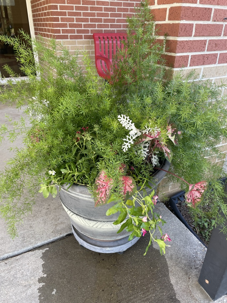 plants