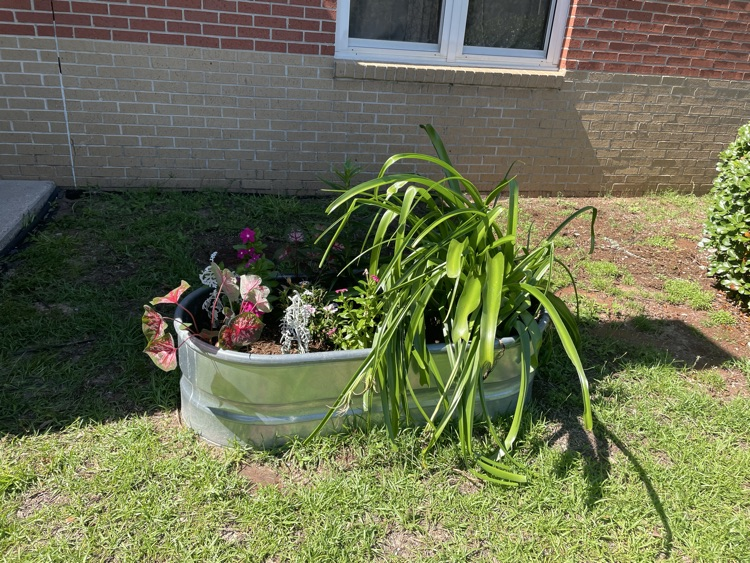plants