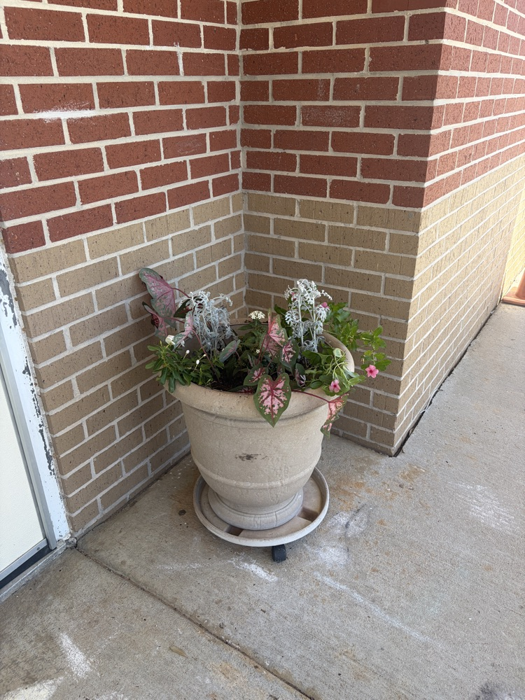 plants