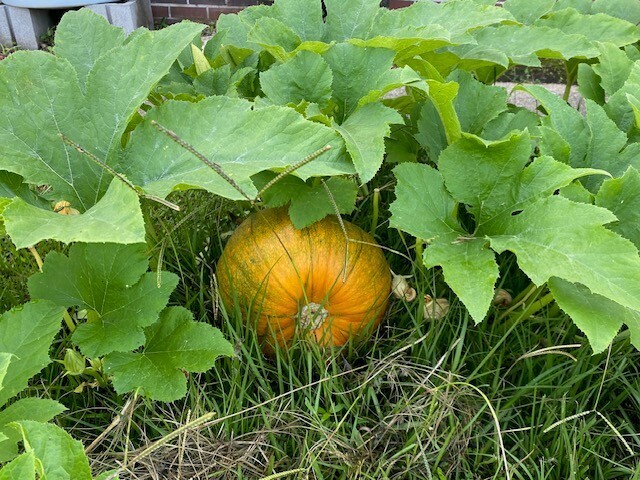 A pumpkin under a bunch of green leaves