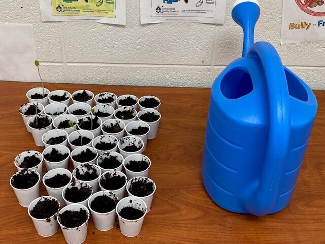 A bunch of cups filled with dirt are on a table next to a watering can