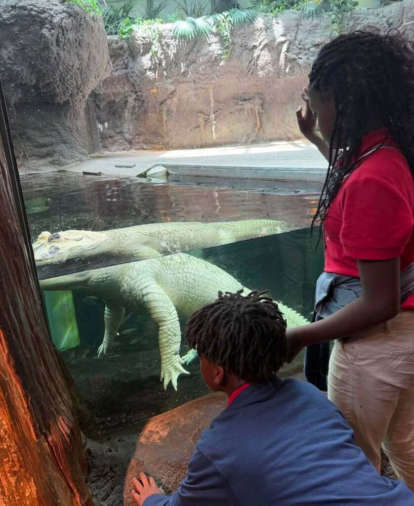 Two students looking into a tank to see an albino alligator