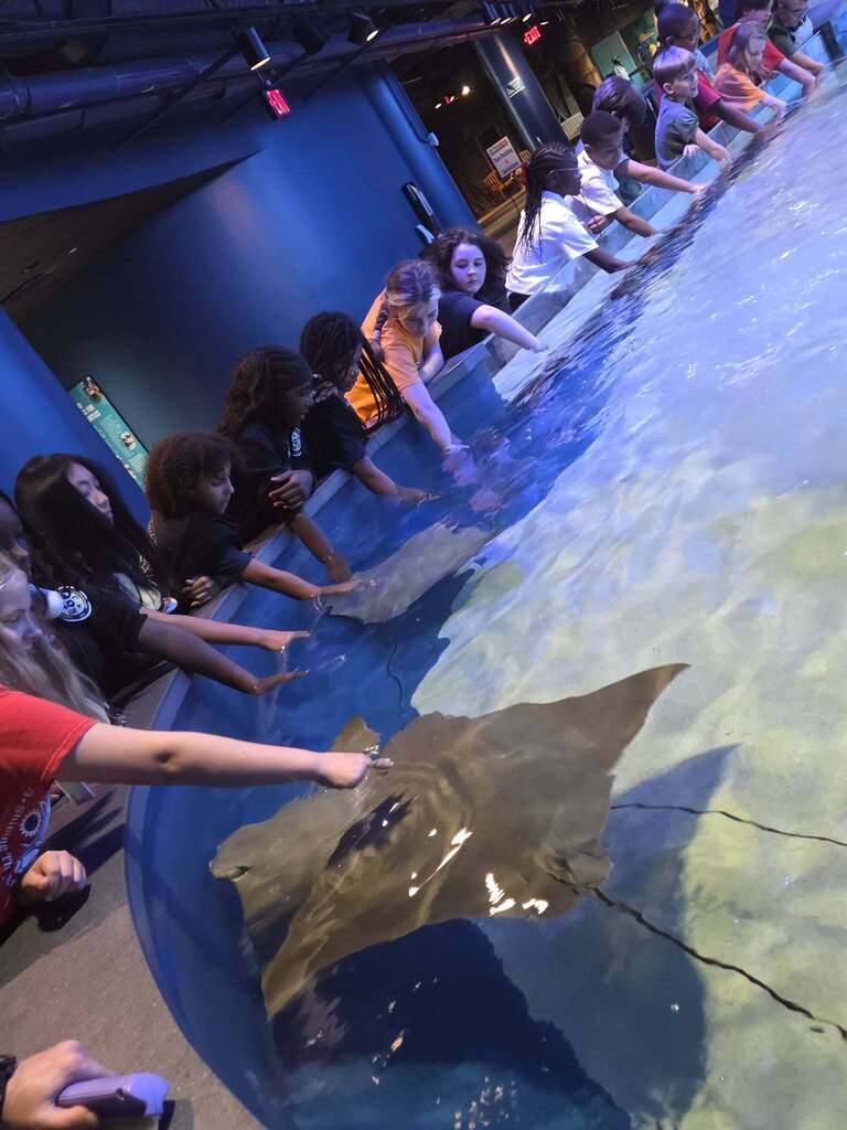 Students sticking their hands into a pool to touch a stingray