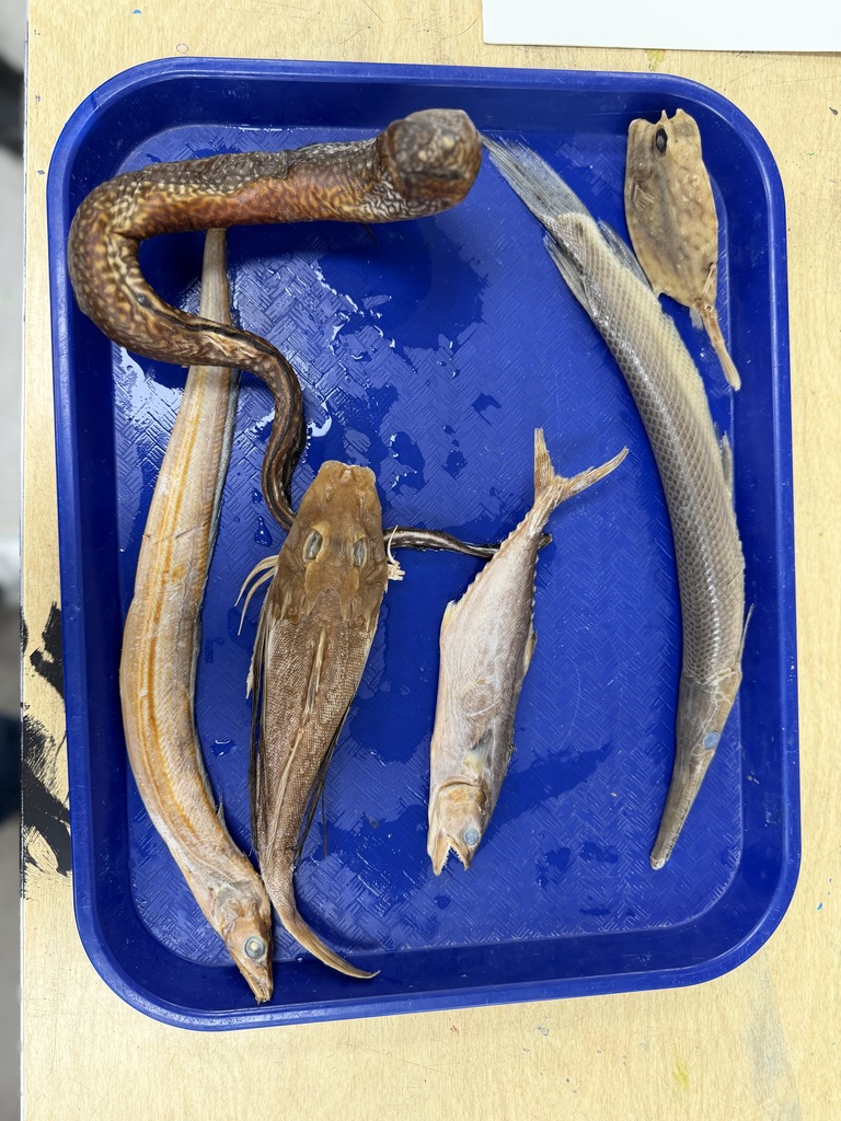 fish