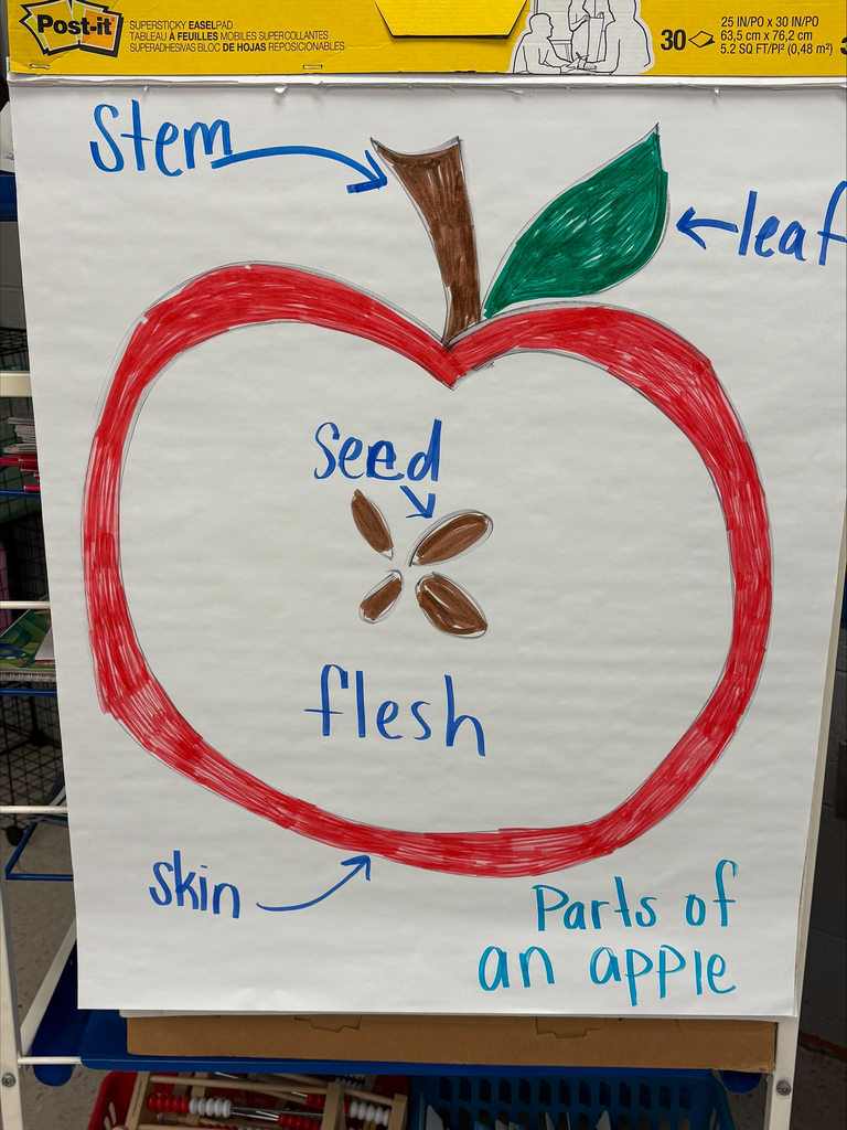🍎 Apple Learning Fun! 🍏 Our kindergartners had so much fun learning about the parts of an apple! We explored the skin, flesh, core, seeds, and stem while getting some hands-on learning in. 🍎❤️ Nothing beats learning when we can see, touch, and explore it ourselves! 📚✨