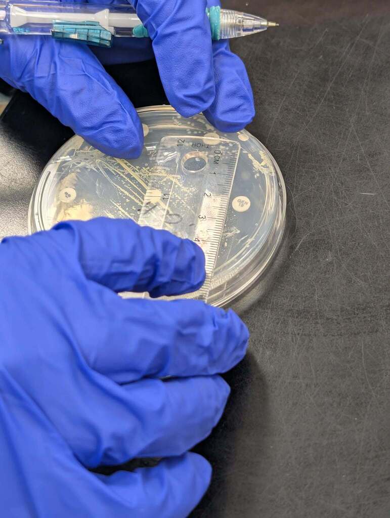 Hands in blue gloves holding a pen over a petri dish with agar, containing a white substance.