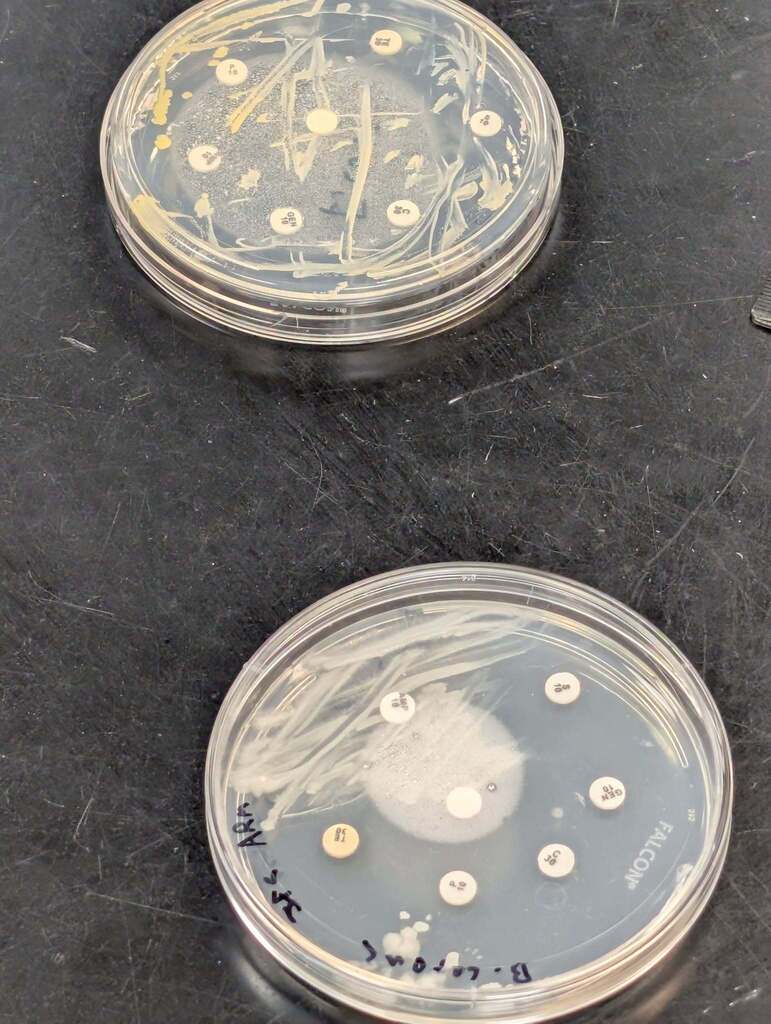 Two petri dishes with labels, one with circular growth patterns and the other with a central white colony.