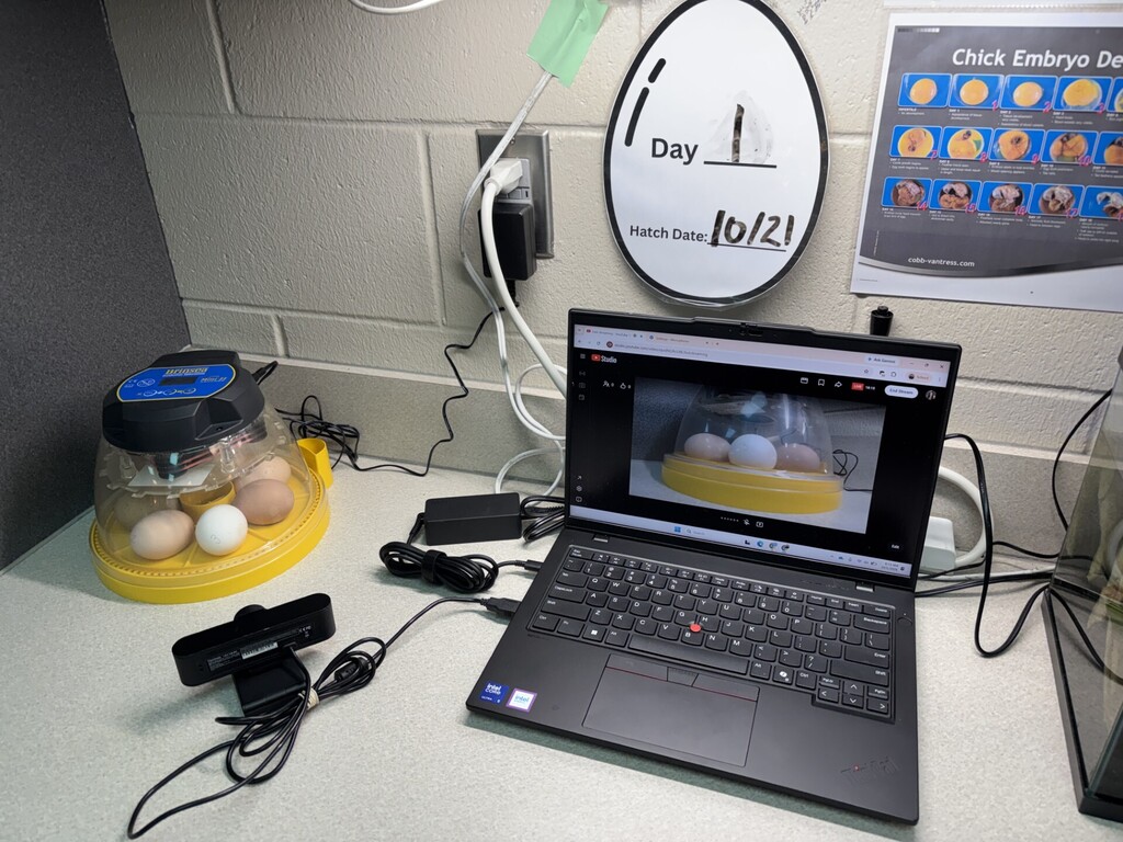 Laptop on a desk displaying eggs, an incubator with eggs, and a wall-mounted clock displaying the day.