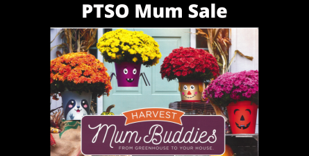 Photo of colorful mums, text: PTSO Mum Sale Harvest Mum Buddies