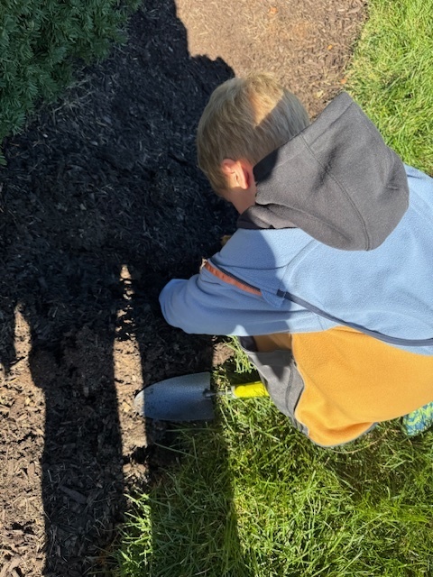 planting tulip bulbs