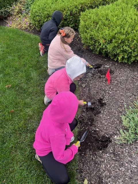 planting tulip bulbs