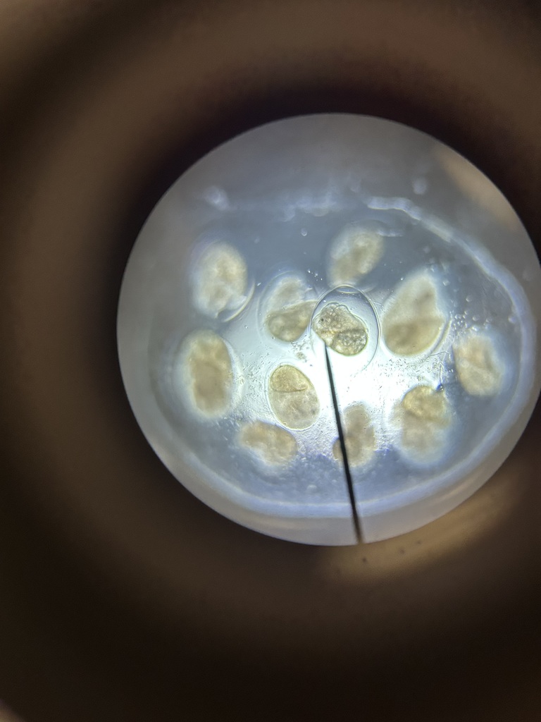 6th graders looking under the microscopes a pond water