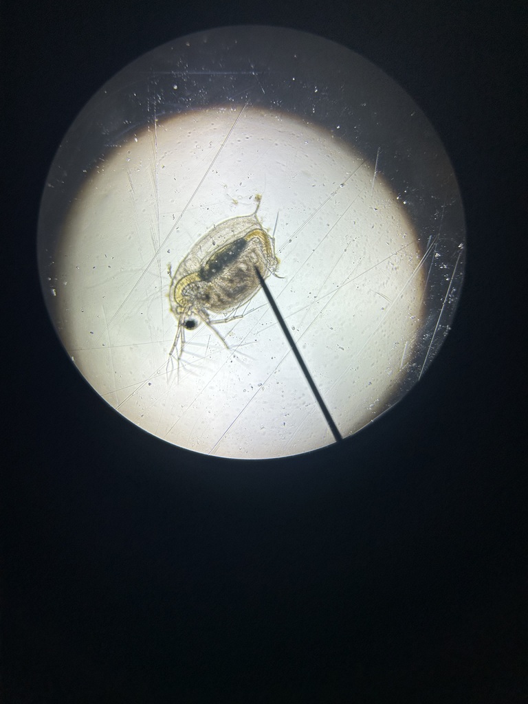 6th graders looking under the microscopes a pond water