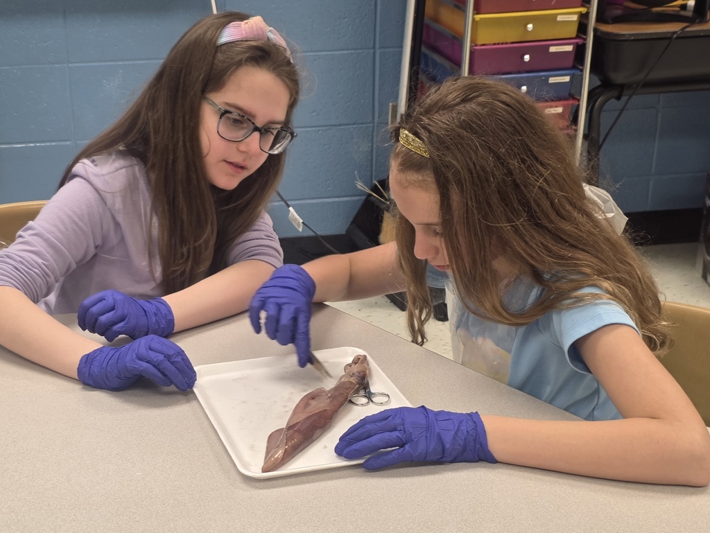 squid dissection