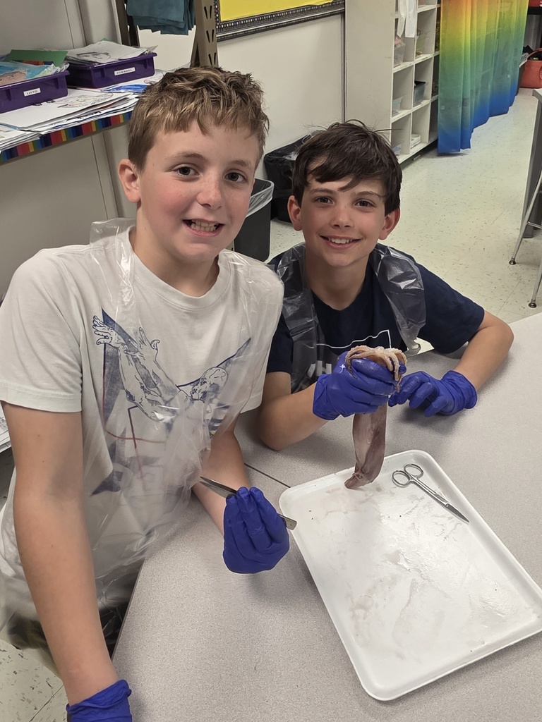 squid dissection