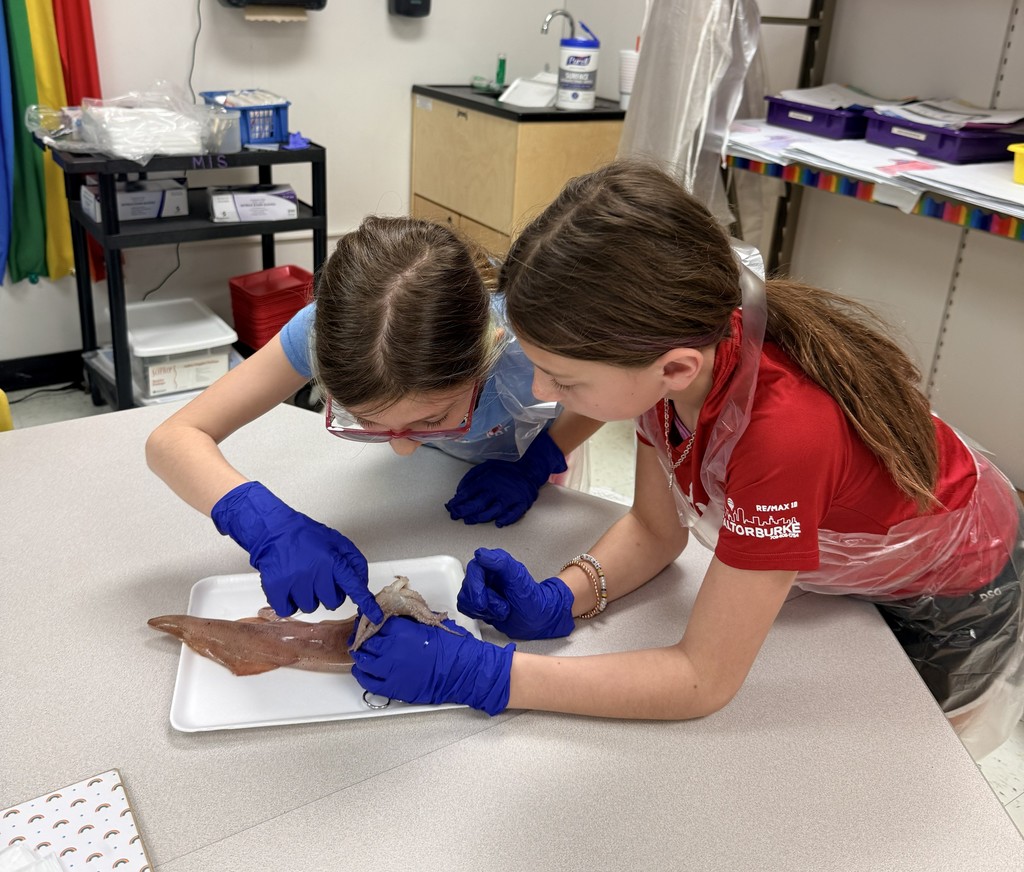 squid dissection