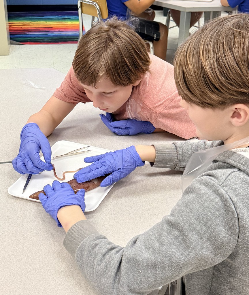 squid dissection