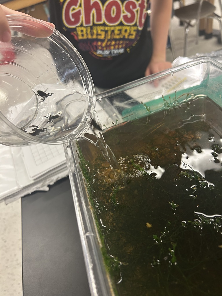 frogs in pond ecosystem