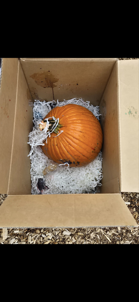 Mrs. Brittany and Ms. Belinda's Pre-K class had a blast during today’s Pumpkin Drop event! 🎃