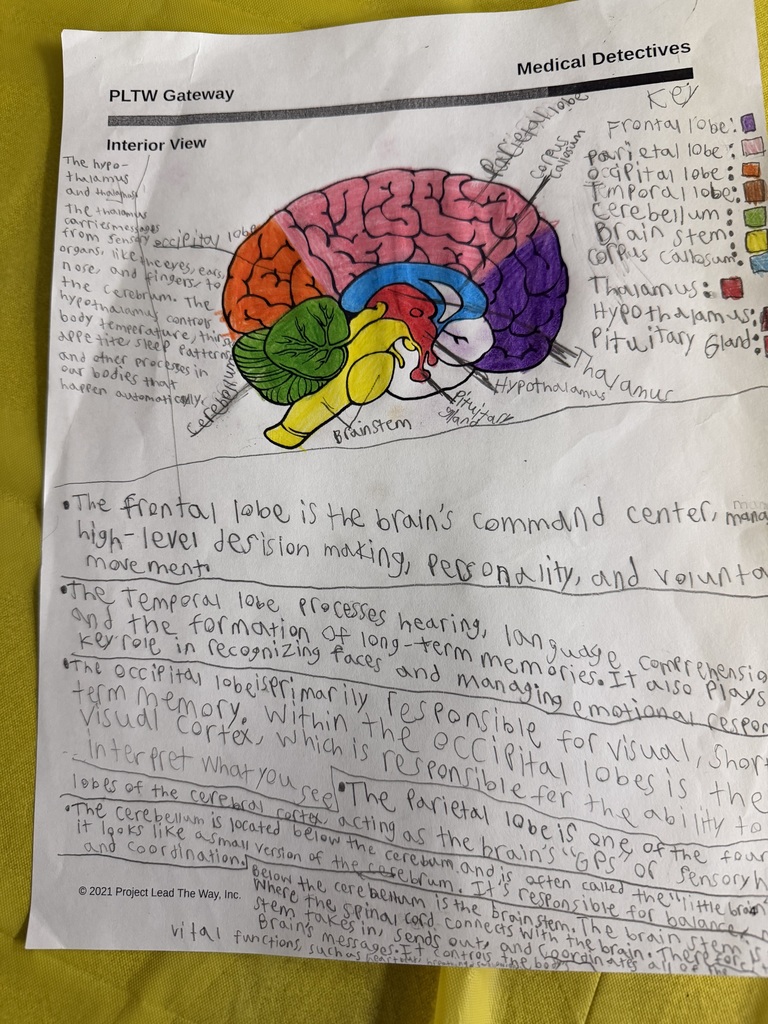 brain worksheet