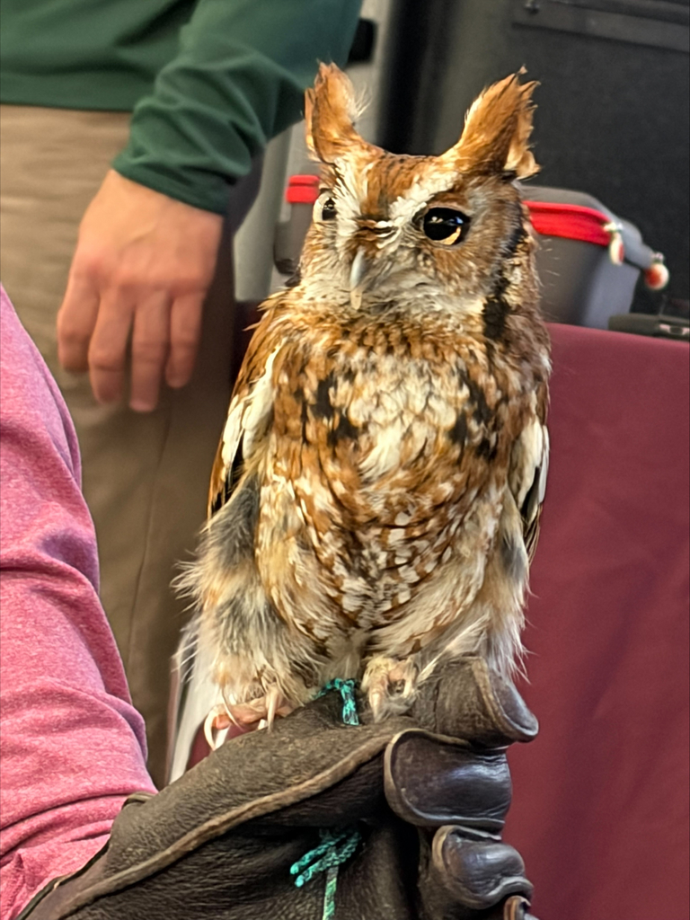 Brown, white and tan owl