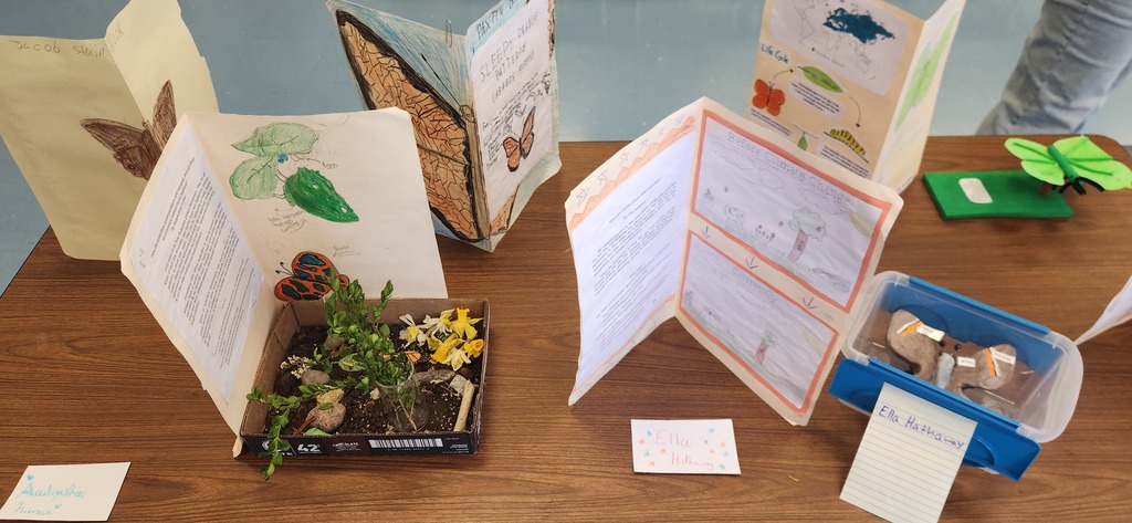 Student Butterfly Exhibits
